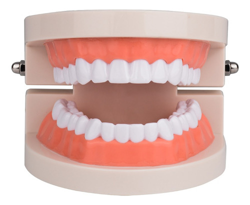 Modelo De Dientes De Tamaño Real 1: 1 Para Dentista