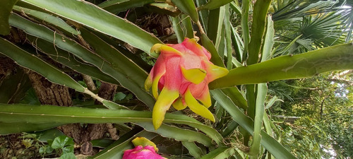 Imagen 5 de 6 de 100 Esquejes De Pitahaya Rosa(h. Andatus)