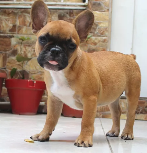 Cachorros Bulldog Francés de venta en Ecuador - Tienda de mascotas Super  Pet Quito