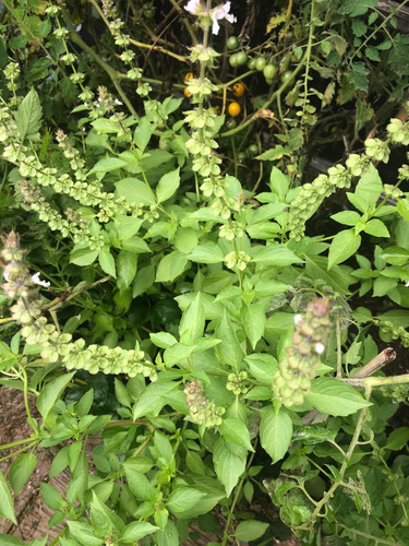 Semillas Envío Gratis 15 Variedades Huerta Organica