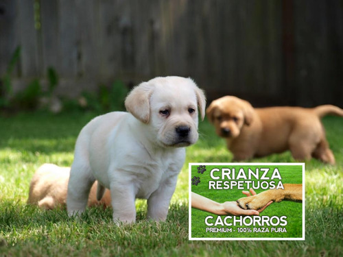 Labrador Retriever Puros Con Cobertura Medica Por 18 Meses