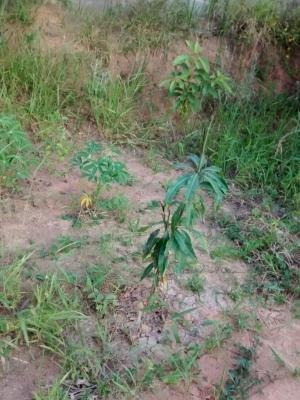 Imagem 15 de 15 de Ref.: 15835 - Sobrado Em Cotia Para Venda - 15835