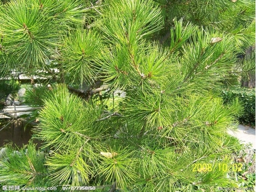 Agulha Do Pinheiro, 100 Gr Erva Seca Para Chá
