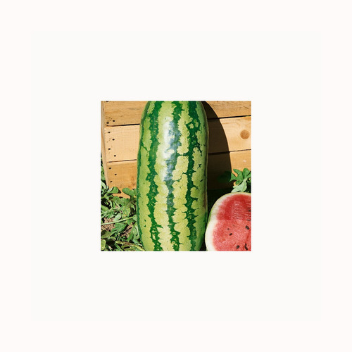 20 Sementes De Melancia Gigante Congo Fruta ****frete Grátis