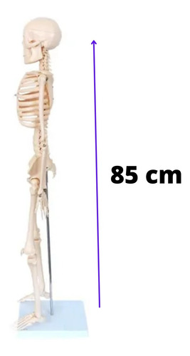 Esqueleto De 85cm Anatomia Humana Medicina Do Corpo