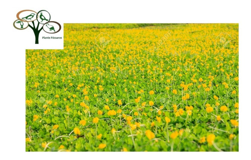 Imagem 3 de 6 de 300 Sementes Grama Amendoim Forrageiro -adubo Verde Pastagem