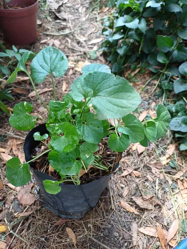Centella Asiática Planta (gotu Kola)