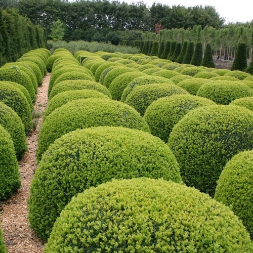 Semillas De Arbusto Boj Buxus Ideal Para Cerco Vivo