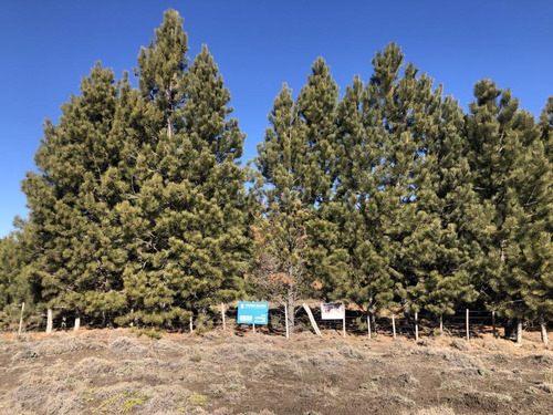Imagen 4 de 8 de Terreno - Meliquina