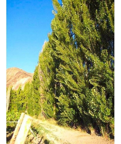 Finca S/lote 50 Has- Venta- Calingasta- San Juan