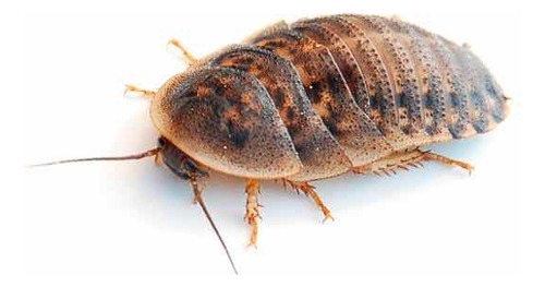 Cucaracha Dubia