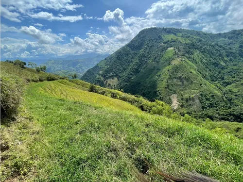 Venta Finca Productiva 132 Hectáreas Entre Pácora Y Salamina, Caldas