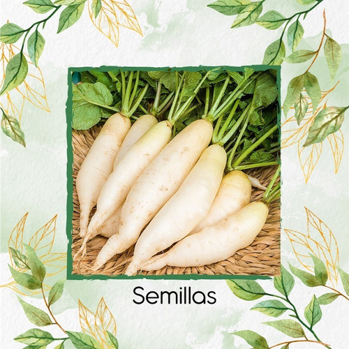 450 Semillas Orgánicas De Rábano Blanco Daikon 