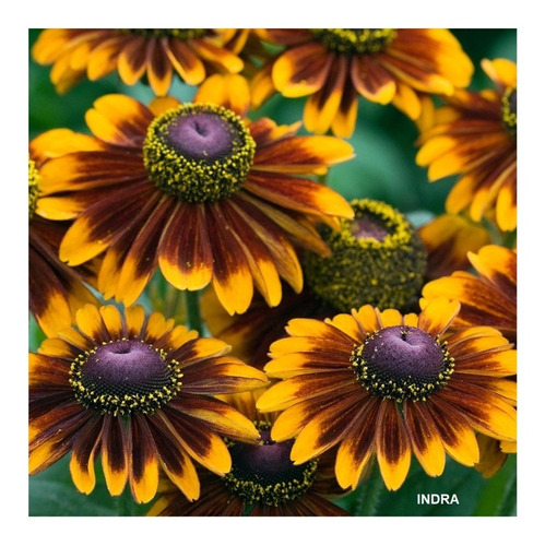 Rudbeckia Margarita Ojo Negro Black Eyed Chocolate Orange