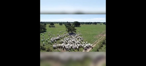 Imagem 18 de 30 de Fazenda 3366 Hectares, 5 Poços Artesianos, 4 Reservatórios De Agua, 42 Bebedouros De 12mil Litros, 80 Casinhas De Cocho Cobertas, 2 Corredores Centrai - Fa00043 - 69928786