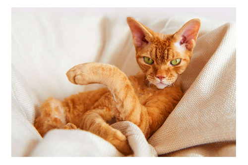 Vinilo 50x75cm Cat 9 Gato Naranja Descansando Sofa
