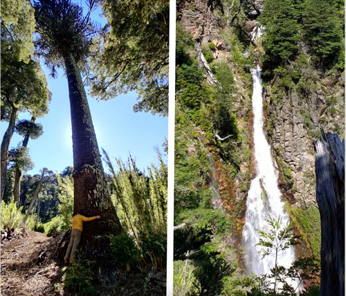 Campo Loncotriuque Con Cabaña Y Galpon. Loteado Con 66 Parc.