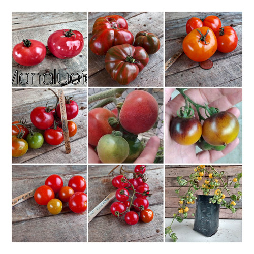 Tomate Exoticos Kit Com 9 Variedades Da Minha Coleção 