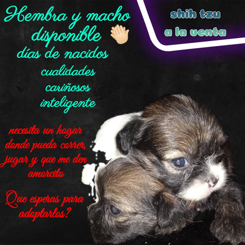 Imagen 2 de 2 de Cachorros A Las Ventas Shihpoo