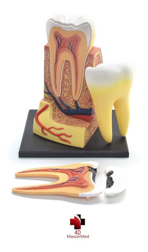 Modelo Do Corpo Humano - Dente Molar - 4d Master
