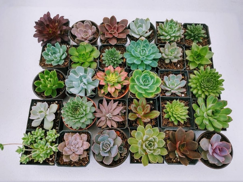 Imagen 5 de 10 de Echeverias 15 Pzas Diferentes Envio Dhl