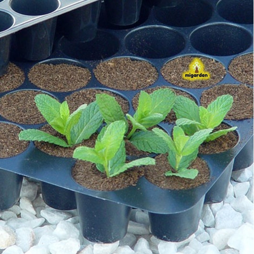 Imagen 2 de 4 de Sustrato Turba Rubia De Musgo Peat Moss Plantas Maceta 250gr