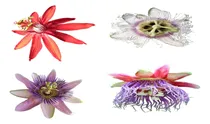 Comprar 4 Enredaderas De Passiflora Diferentes Variedades Con Envio