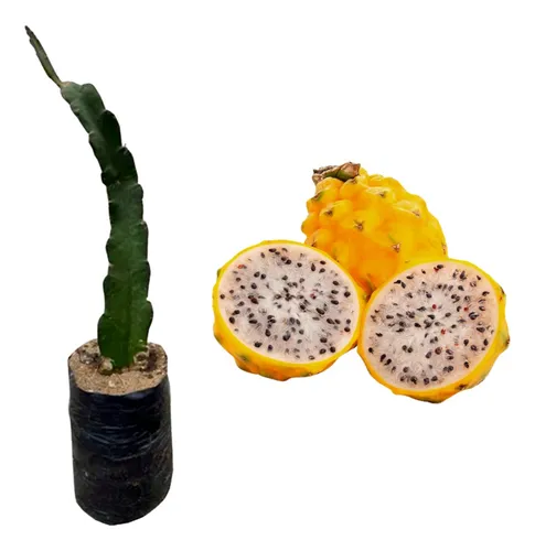 comprar Planta Para Qué Sirve La Fruta Pitaya