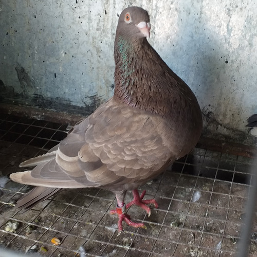 Palomas Buchonas /pike /de Vuelo (Usado)
