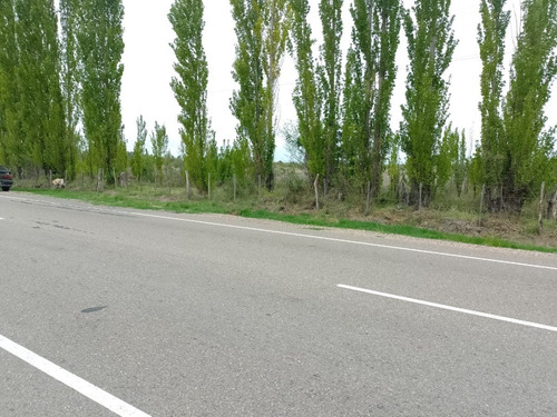Imagen 25 de 28 de Vendo/permuto Finca Apto Todo Destino (viña, Cultivos Grales Y Ademas Cannabis Medicinal) O Loteo Club De Campo -alto Del Algarrobal-san Rafael -mendoza Sobre Rn 146 Km 376.1