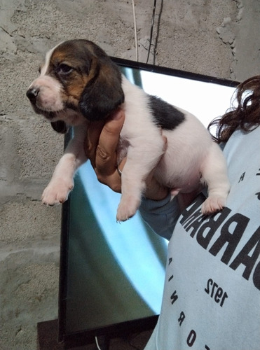 Basset Hound Vendo O Permuto Hermosos Cachorros Ya Para Entr