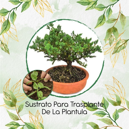 Sustrato Para Trasplante De Bonsái Pinus Ocarpa