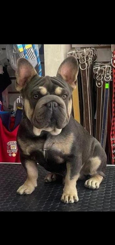 Se Venden Cachorros Bulldog Frances Exoticos Blanco