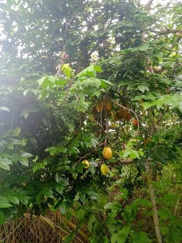 Imagen 11 de 30 de En Venta Finca Avicola Y Conejera Con Fondo De Comercio Para Embutidos