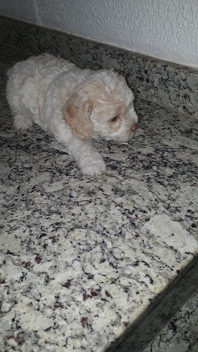 Poodle Micro Toy