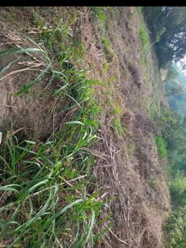 Imagen 3 de 4 de Vendo Terreno En Santa Catalina Del Chama Mérida 450mts
