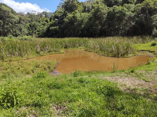 Imagem 3 de 13 de Juquitiba/miracatu/sitio Com Lago E Pasto/ac/entrada+parcelas + Auto/ref: 05358