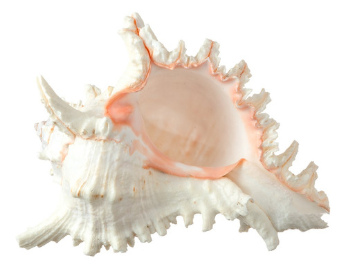 Murex Ramosus Shell  Real Murex Sea Shell Grande 6-7 Pulgad