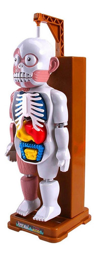 Ensamblaje Modelo De Cuerpo Humano Fiesta Mordazas Juguetes