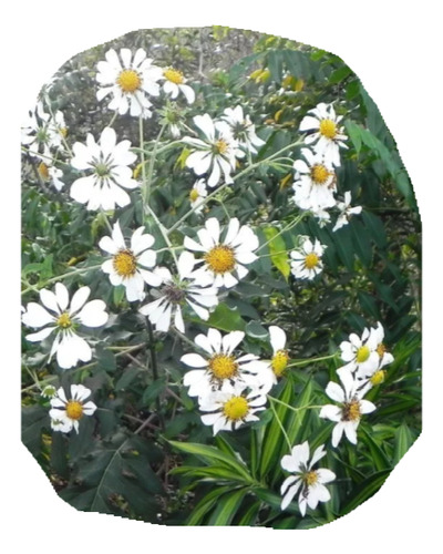 Plantin Margarita De Arbol