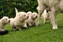 Comprar Cachorros Golden Retriever Acercate, Si No Podes Te Enviamos