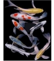 Carpas Koi 7cm