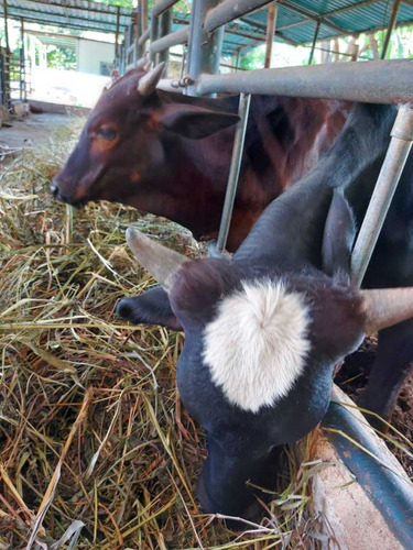 Imagen 11 de 29 de Finca Mixta + Manga De Coleo De 1 Ha En Guayabita En Turmero