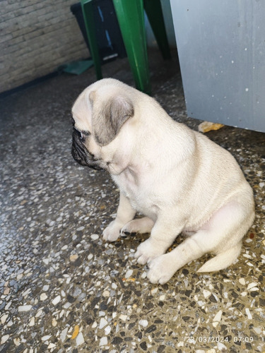 Cachorros Pug Carlino Disponible 1 Macho Fotos Reales (250$)