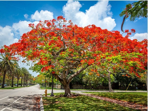 500 Semillas De Árbol Tabachin O Framboyan