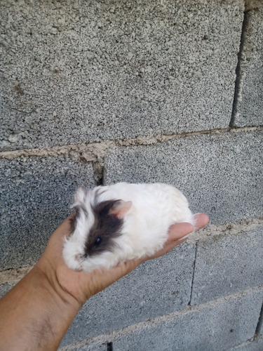 Porquinho Da India Preá