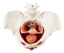 Comprar Modelo De Pelvis Y Perineo Femenino Con Órganos Extraíbles,