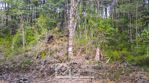 Parcela 5000 M2 En Bosque Pucón Con Bosque Nativo