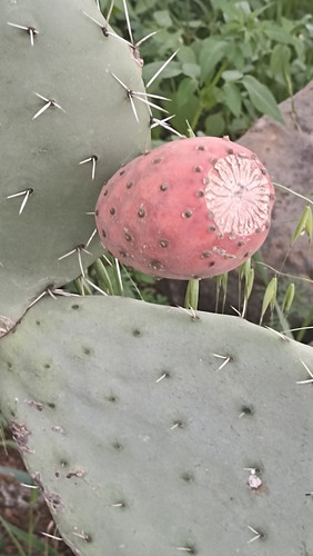500 Semillas Nopal Tunero Mas De 7 Variedades, Nv