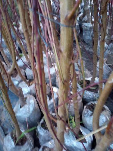 Imagen 5 de 9 de Arbol Frutal Pelón - H E R M O S O - E.gratis Caba Y Gba
